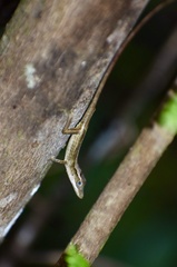 Anolis alutaceus