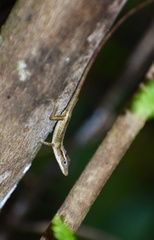 Anolis alutaceus