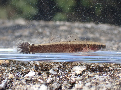 Broadhead sleeper (Eleotris fusca) — Eleotridae — 5
