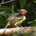 Black-spotted Barbet - Photo (c) Renata Xavier, some rights reserved (CC BY-NC), uploaded by Renata Xavier
