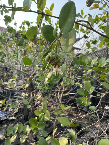 Sonneratia ovata observed 2026-02-20