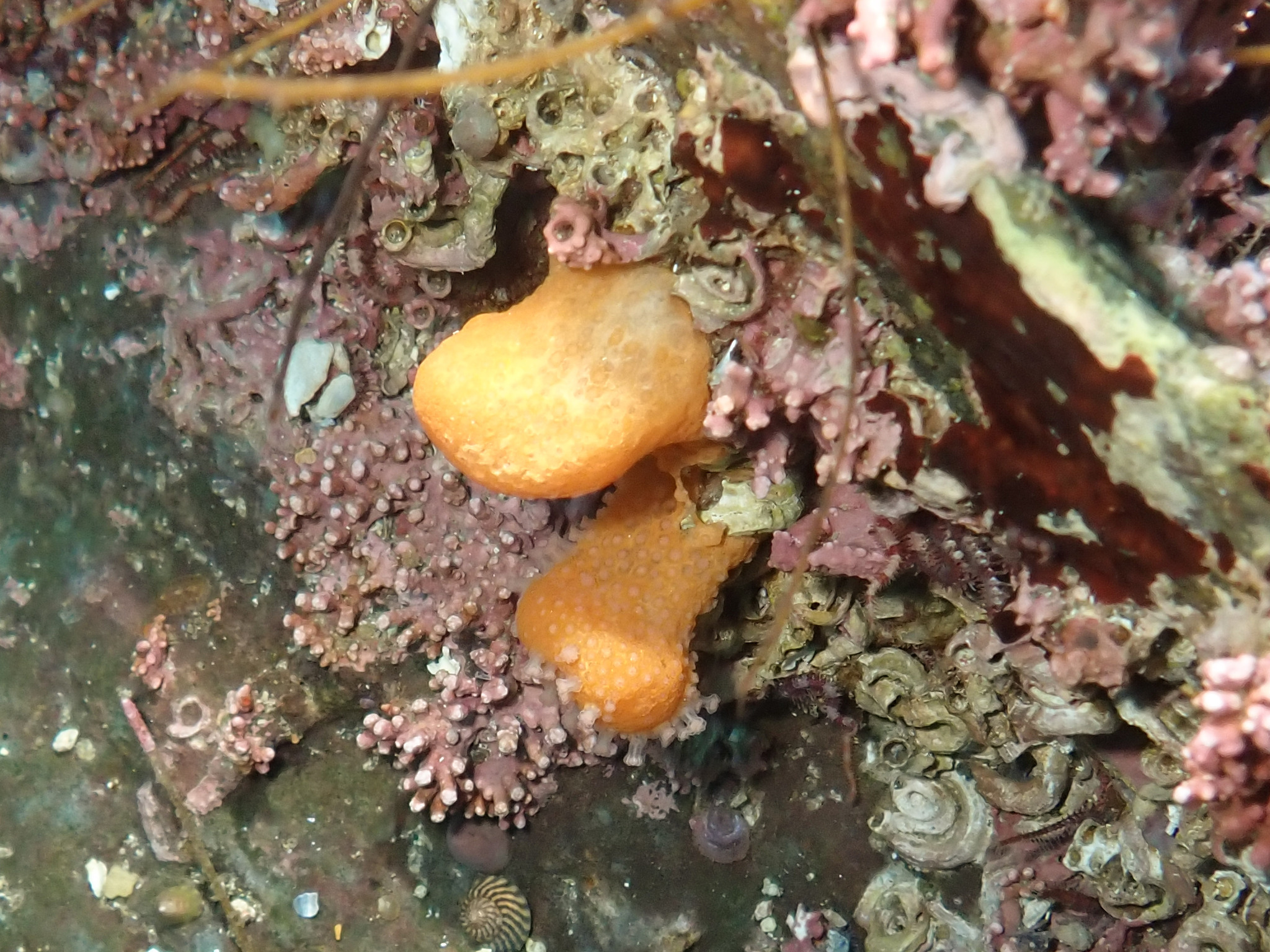 Alcyonium digitatum Linnaeus, 1758