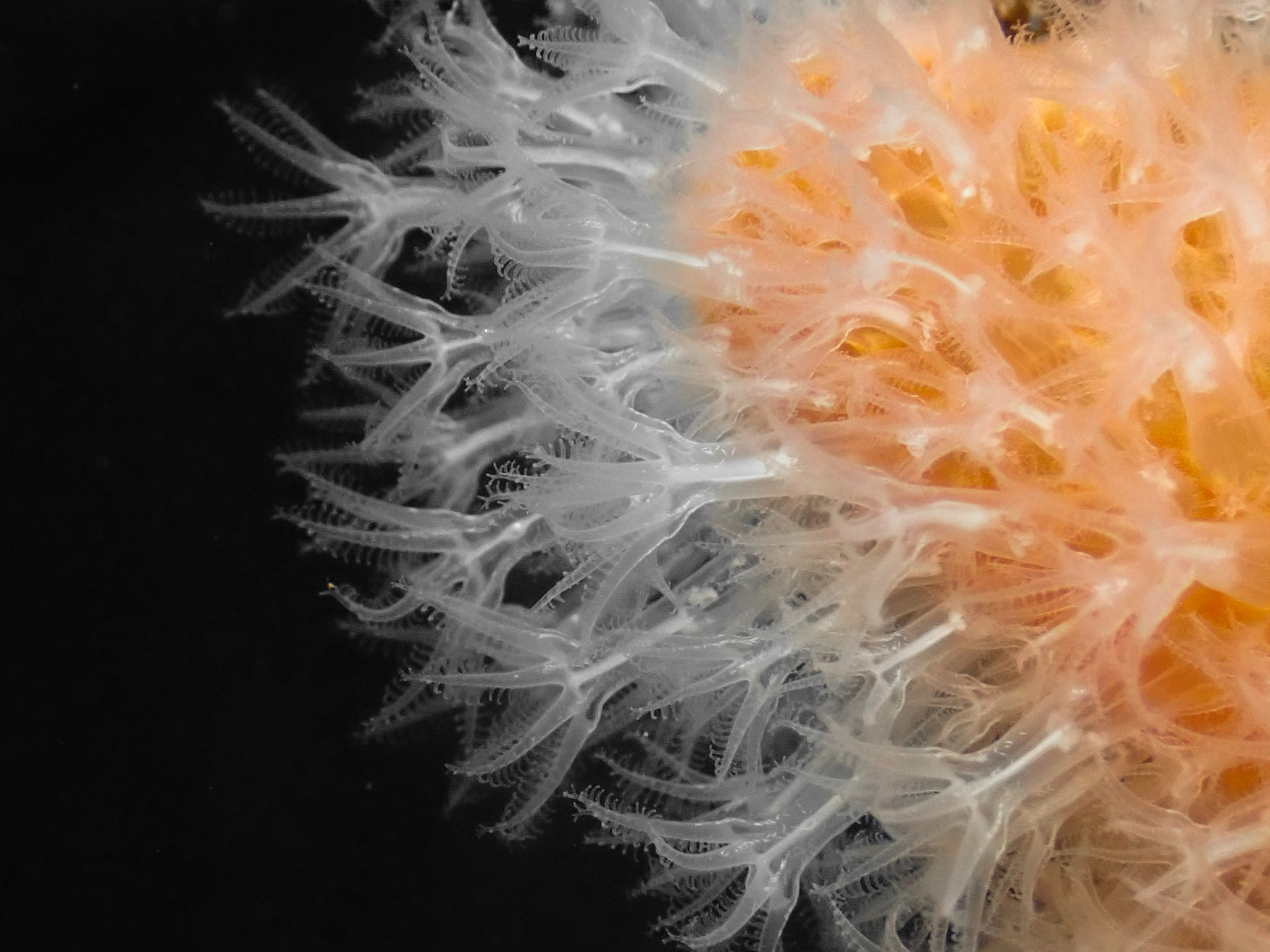 Alcyonium digitatum Linnaeus, 1758