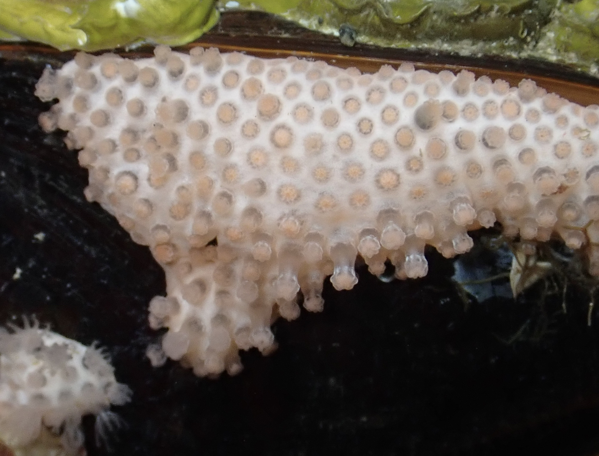 Alcyonium digitatum Linnaeus, 1758