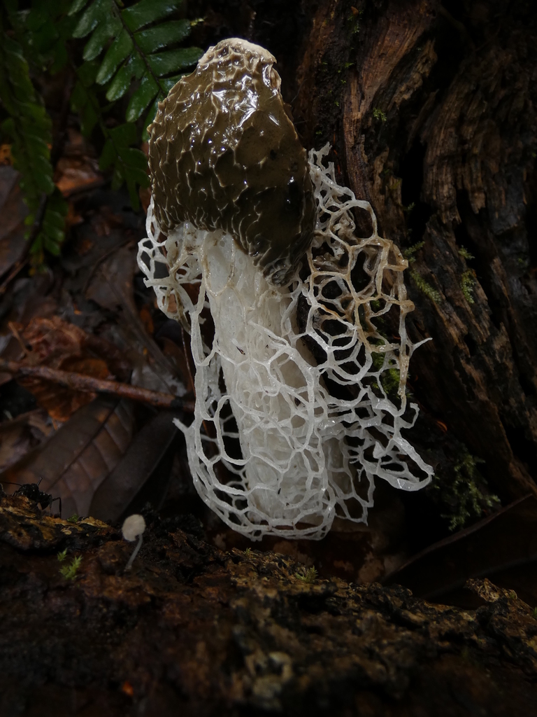 Phallus indusiatus · July 2019 · photo: © squiresk (iNaturalist, cc-by)