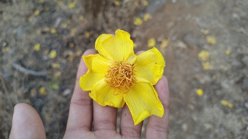 Silk-cotton tree (Cochlospermum religiosum)