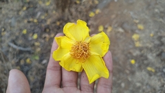 Cochlospermum religiosum, photograph (c) Aadi Kulkarni, some rights reserved (CC BY)