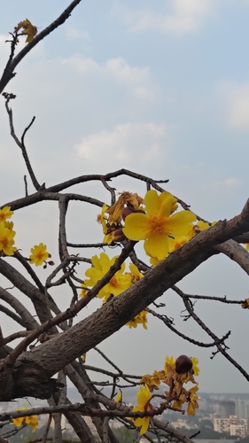 Cochlospermum religiosum, photograph 6