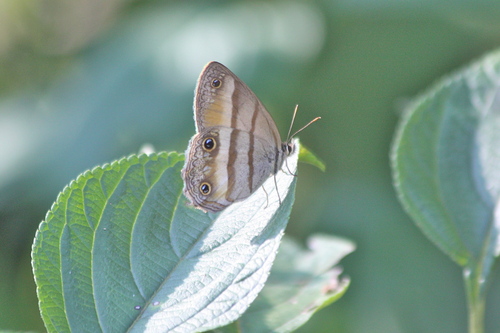 Butterflies of Ecuador