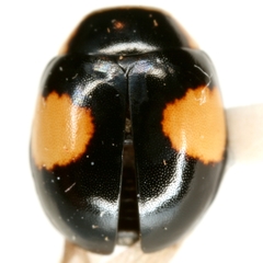 Hyperaspis lewisi