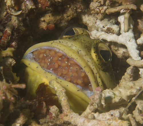 Darwin jawfish (Opistognathus dendriticus) — Opistognathidae — 4