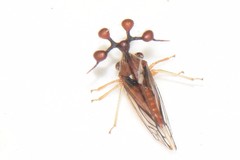 Bocydium globulare