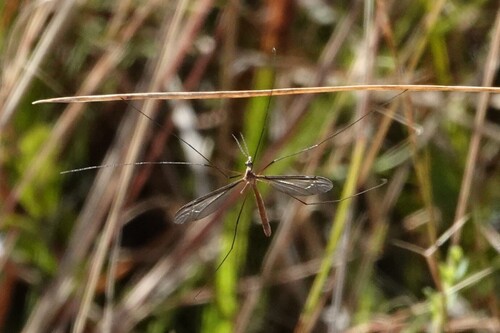 Unknown species found near Jackson County, MS, USA