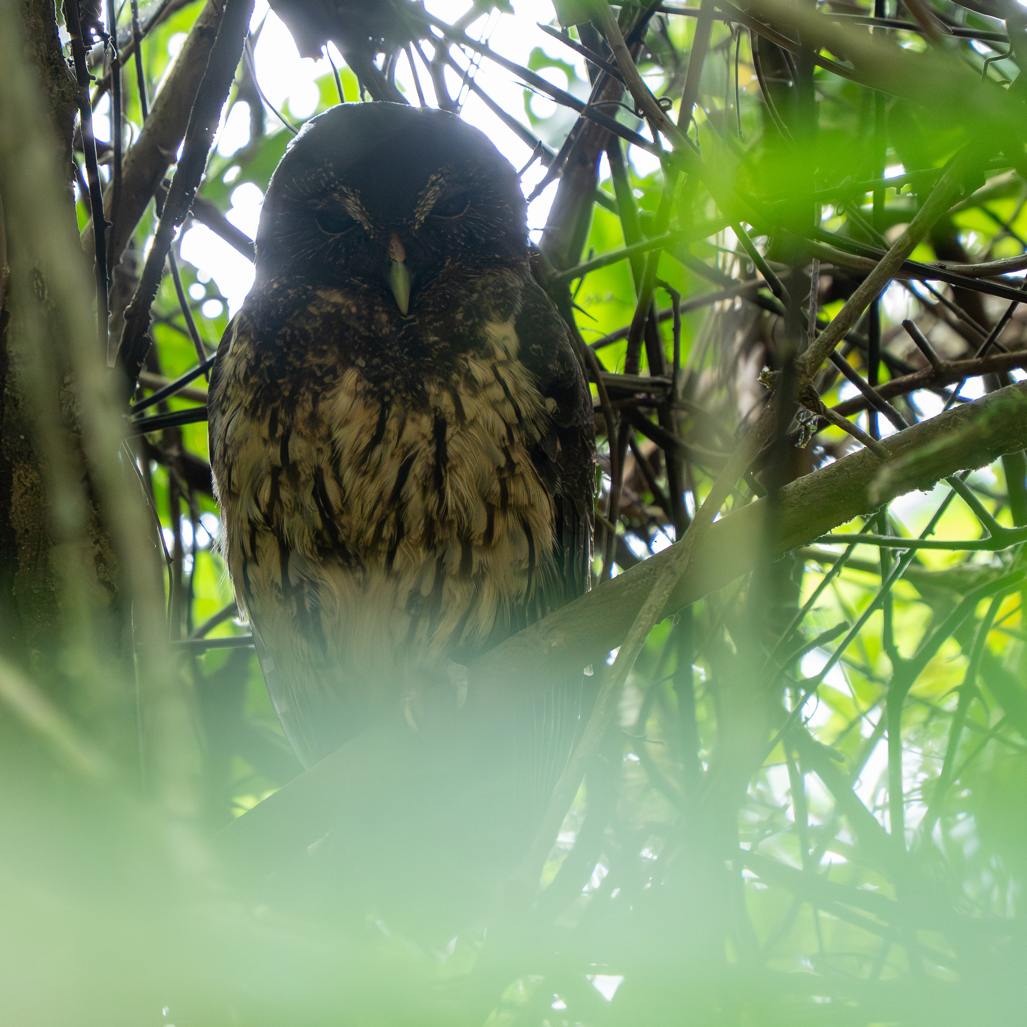 Mottled Owl (Strix virgata), photo 9