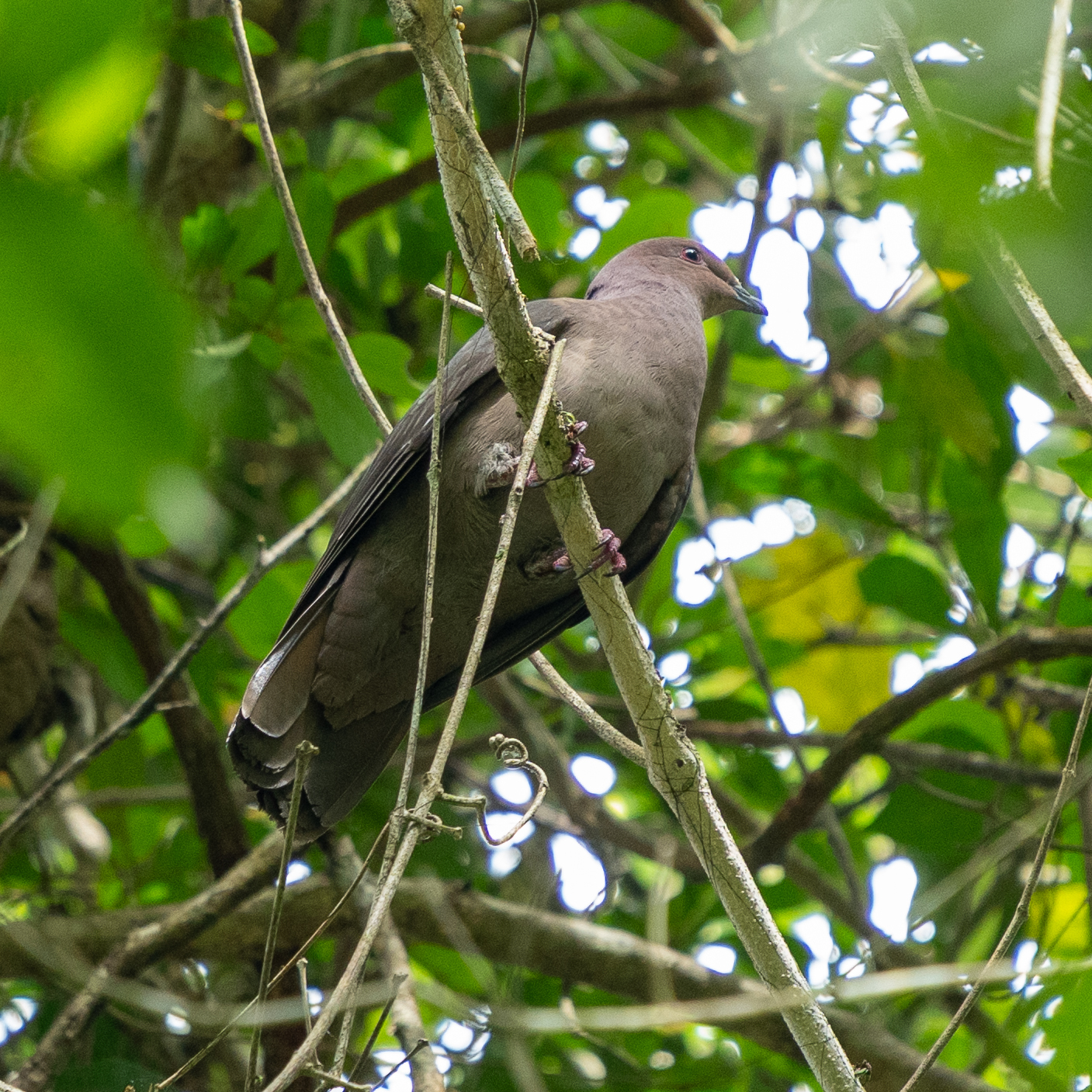 Short-billed Pigeon (Patagioenas nigrirostris), photo 2