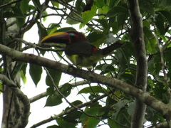 Pteroglossus viridis