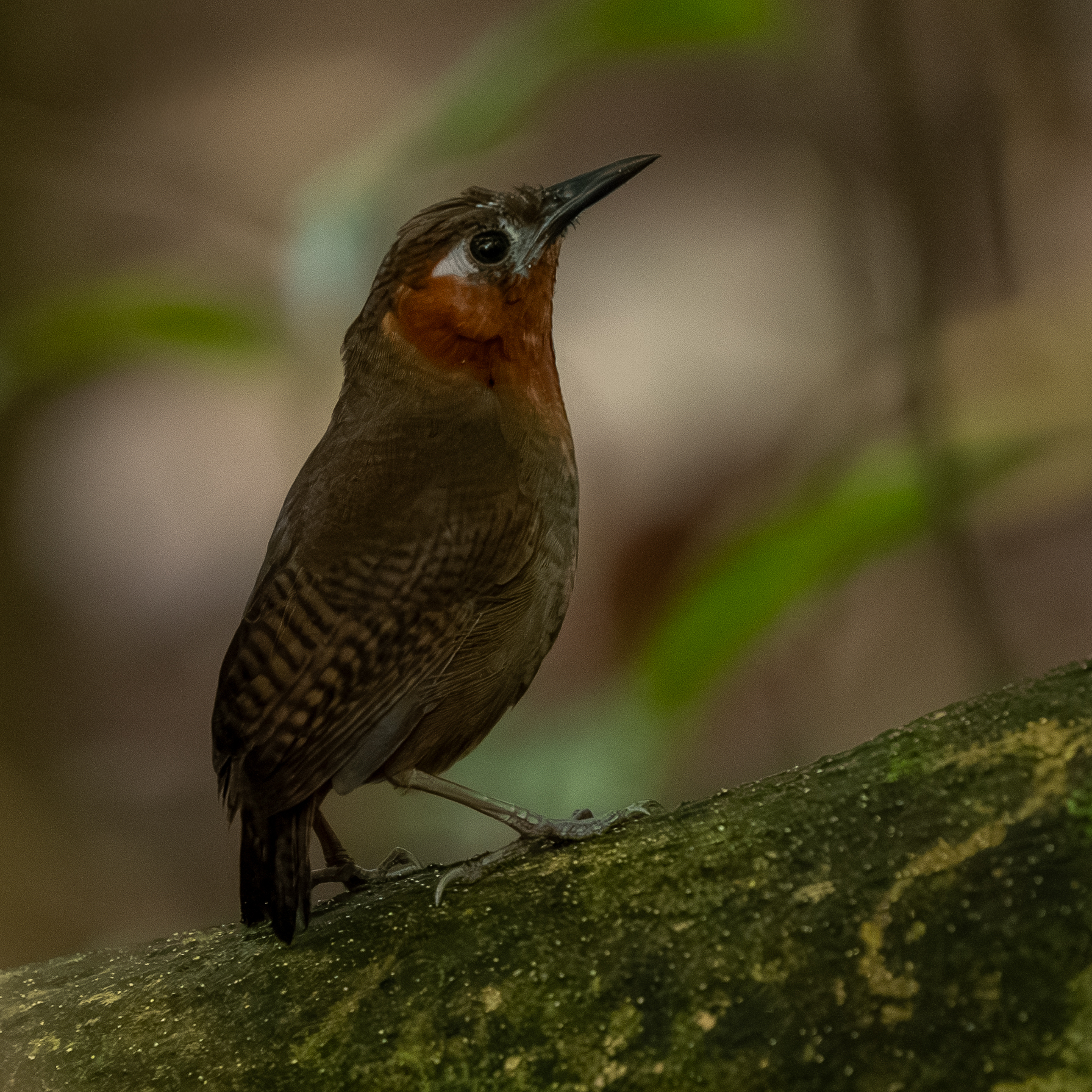 Song Wren (Cyphorhinus phaeocephalus), photo 3