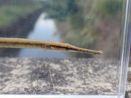 Microphis brachyurus observed 2026-02-13