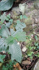 Spigelia