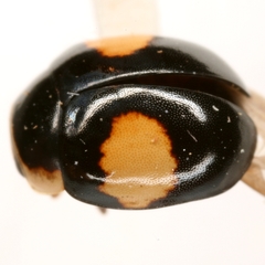 Hyperaspis lewisi