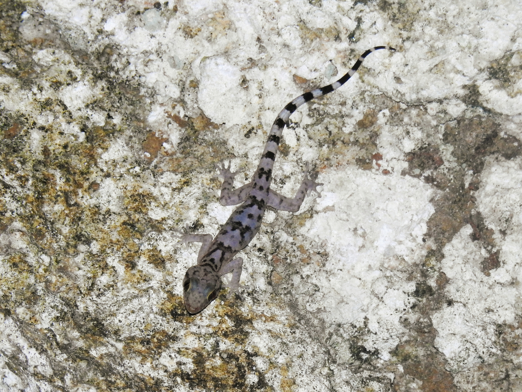 Annulated Bow-fingered Gecko