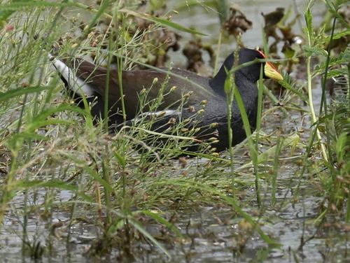 iNaturalist image