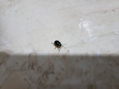 Nodocolaspis costipennis