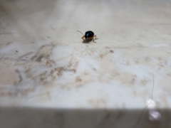 Nodocolaspis costipennis