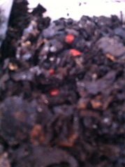 Geophis semidoliatus