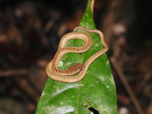 Common Mock Viper