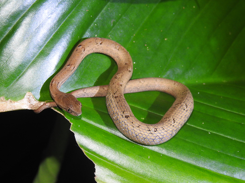 Common Mock Viper
