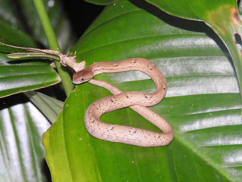 Common Mock Viper