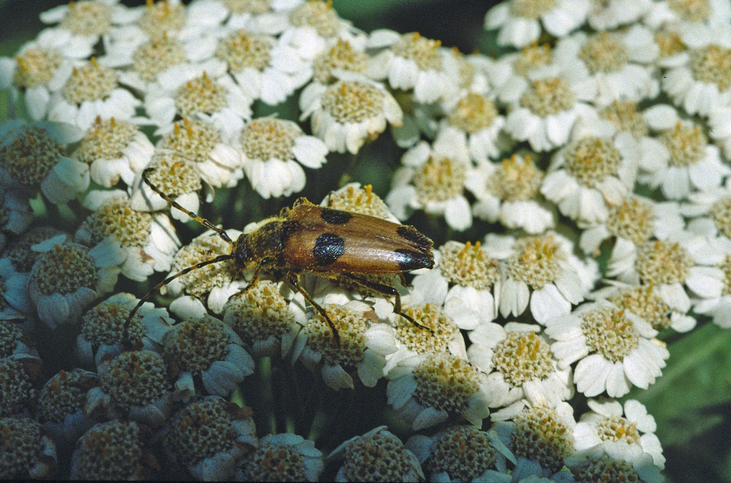 Stictoleptura deyrollei