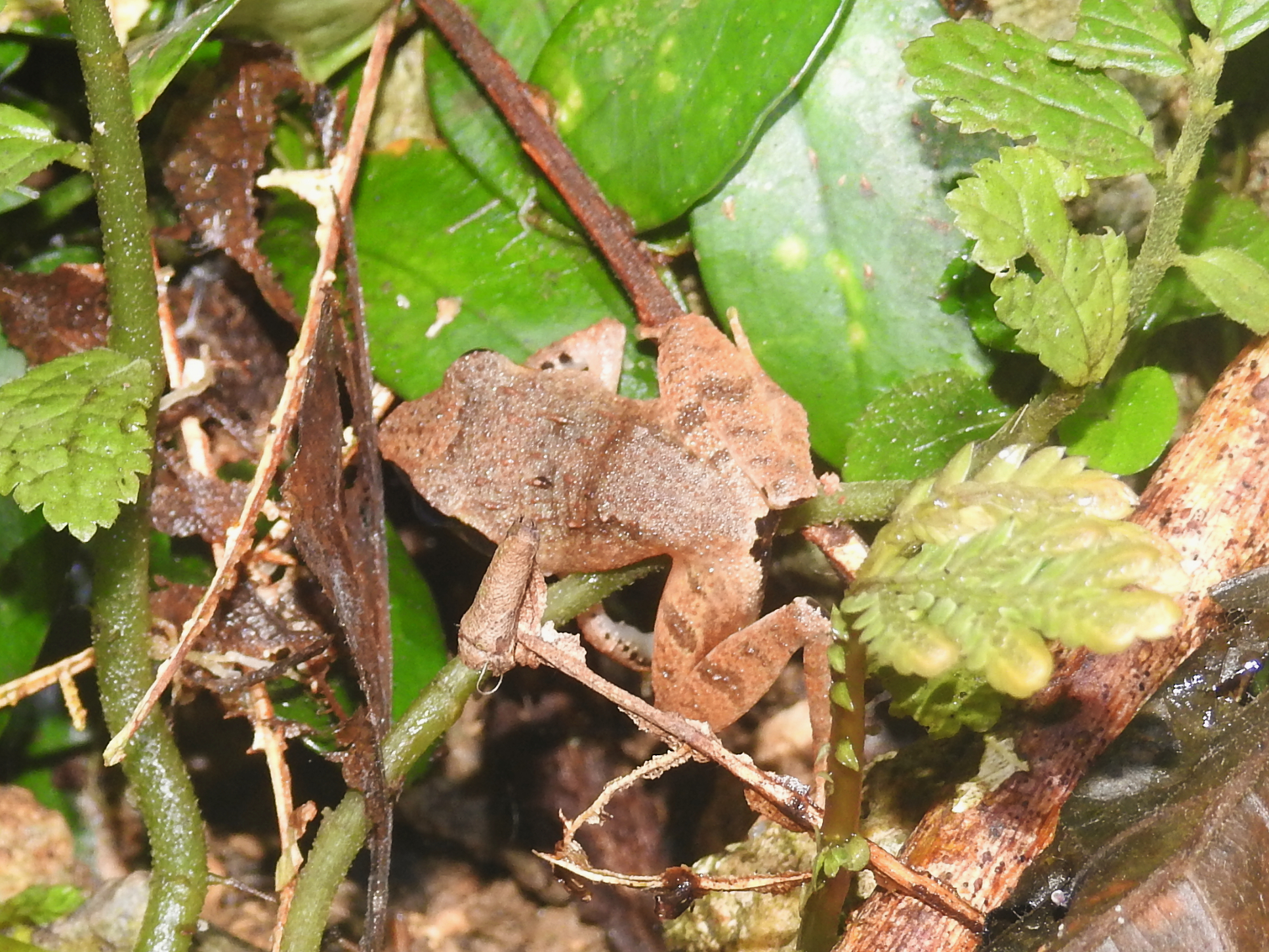 Platymantis navjoti