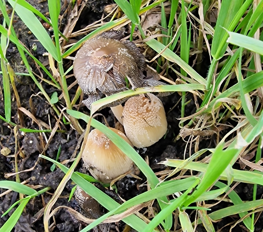 Coprinellus micaceus · February 2026 · photo: © treesforbermondsey (iNaturalist, cc-by)