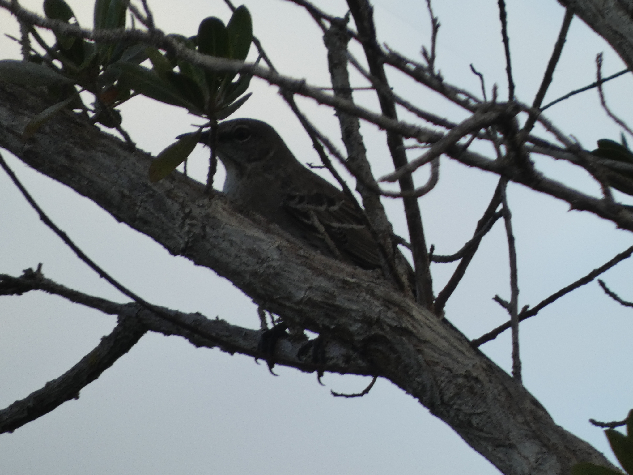 Bahama Mockingbird (Mimus gundlachii), photo 2