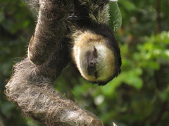 Bradypus tridactylus