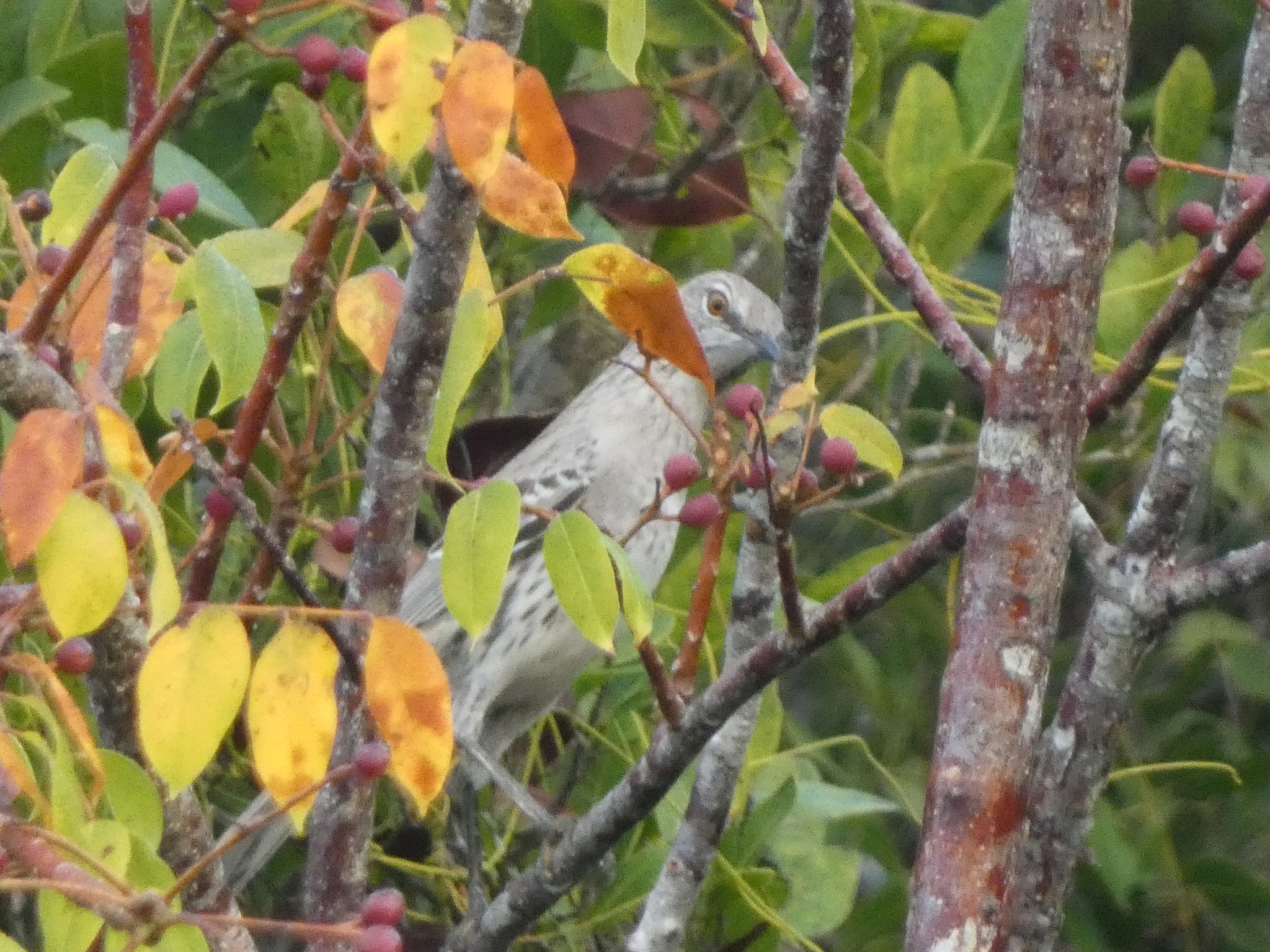 Bahama Mockingbird (Mimus gundlachii), photo 3