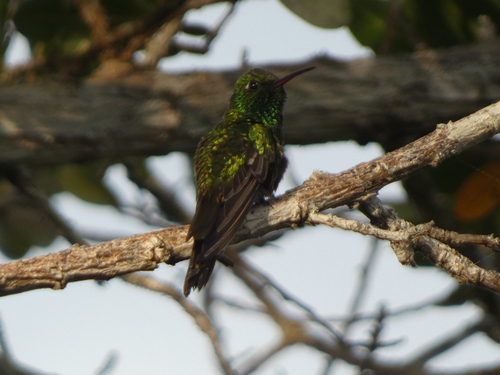 Cuban Emerald (Riccordia ricordii), photo 3