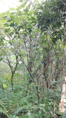 Vanilla planifolia