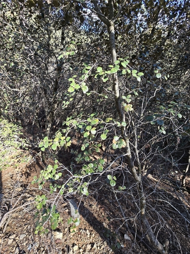Quercus alnifolia