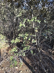 Quercus alnifolia