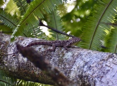 Anolis allogus