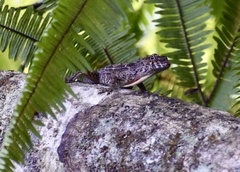 Anolis allogus