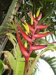 Heliconia subulata