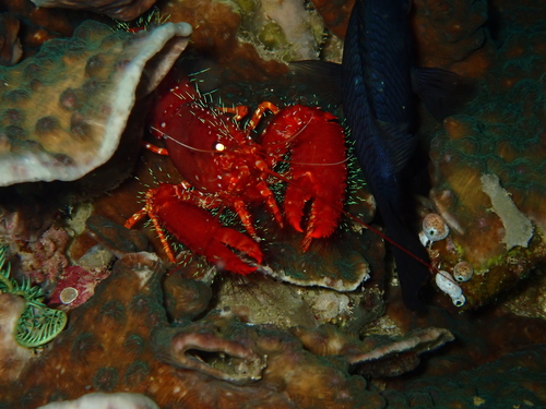 Enoplometopus occidentalis observed 2026-02-18