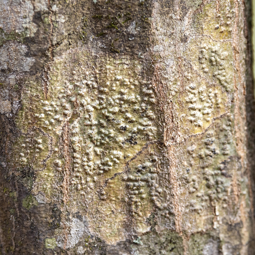 Anthracothecium observed 2026-02-19