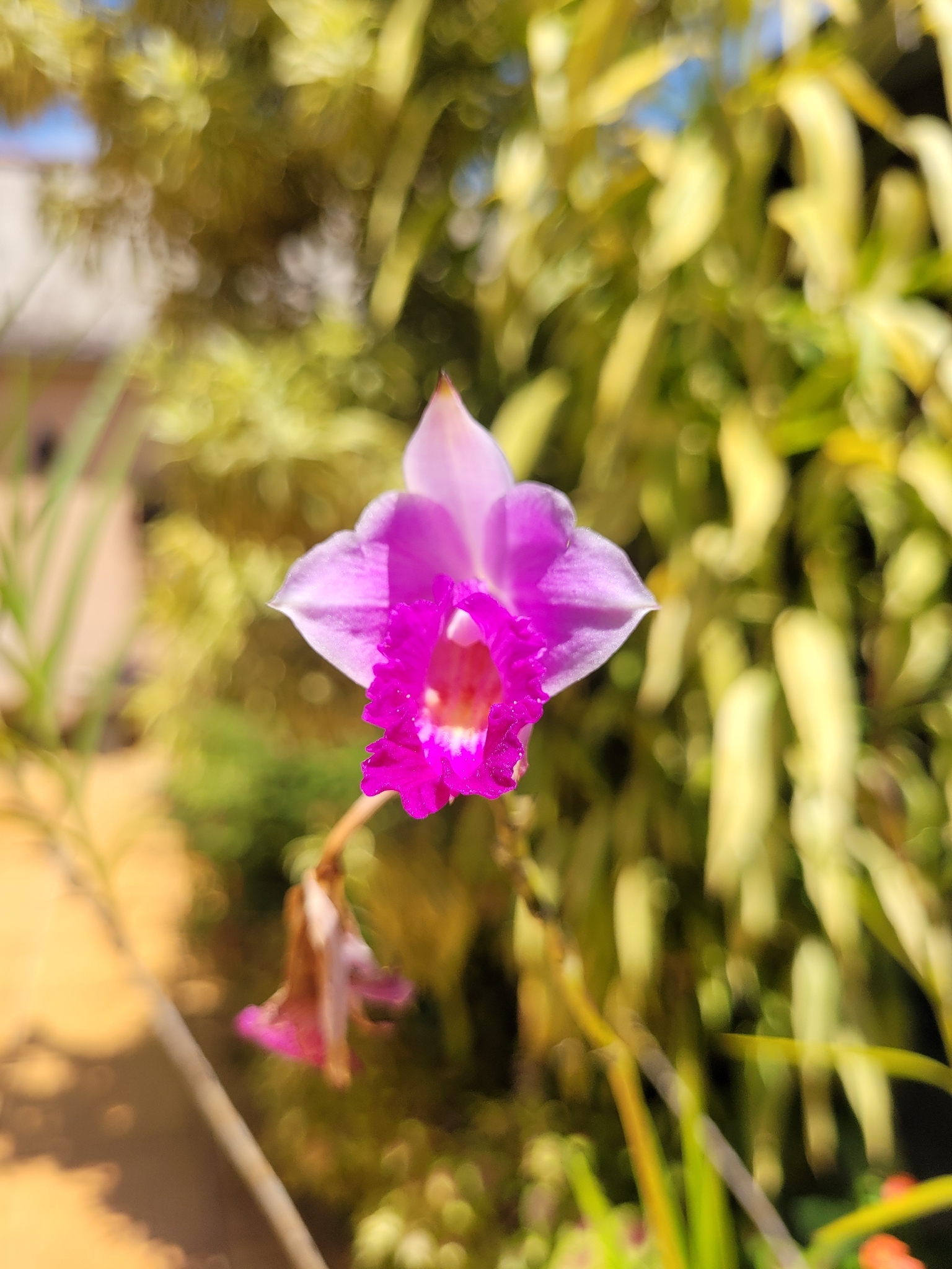 Arundina graminifolia