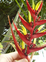 Heliconia subulata