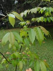 Ulmus mexicana